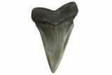 Fossil Broad-Toothed Mako Tooth - South Carolina #295767-1